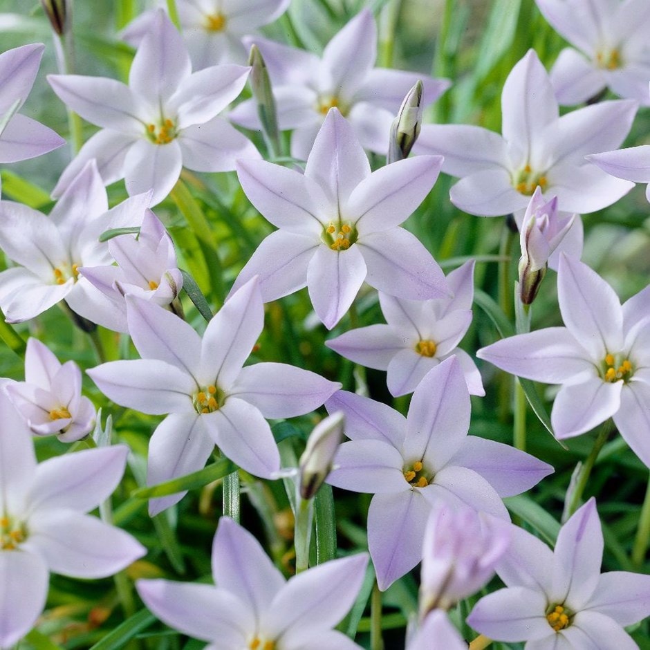 <i>Ipheion uniflorum</i> 'Wisley Blue'