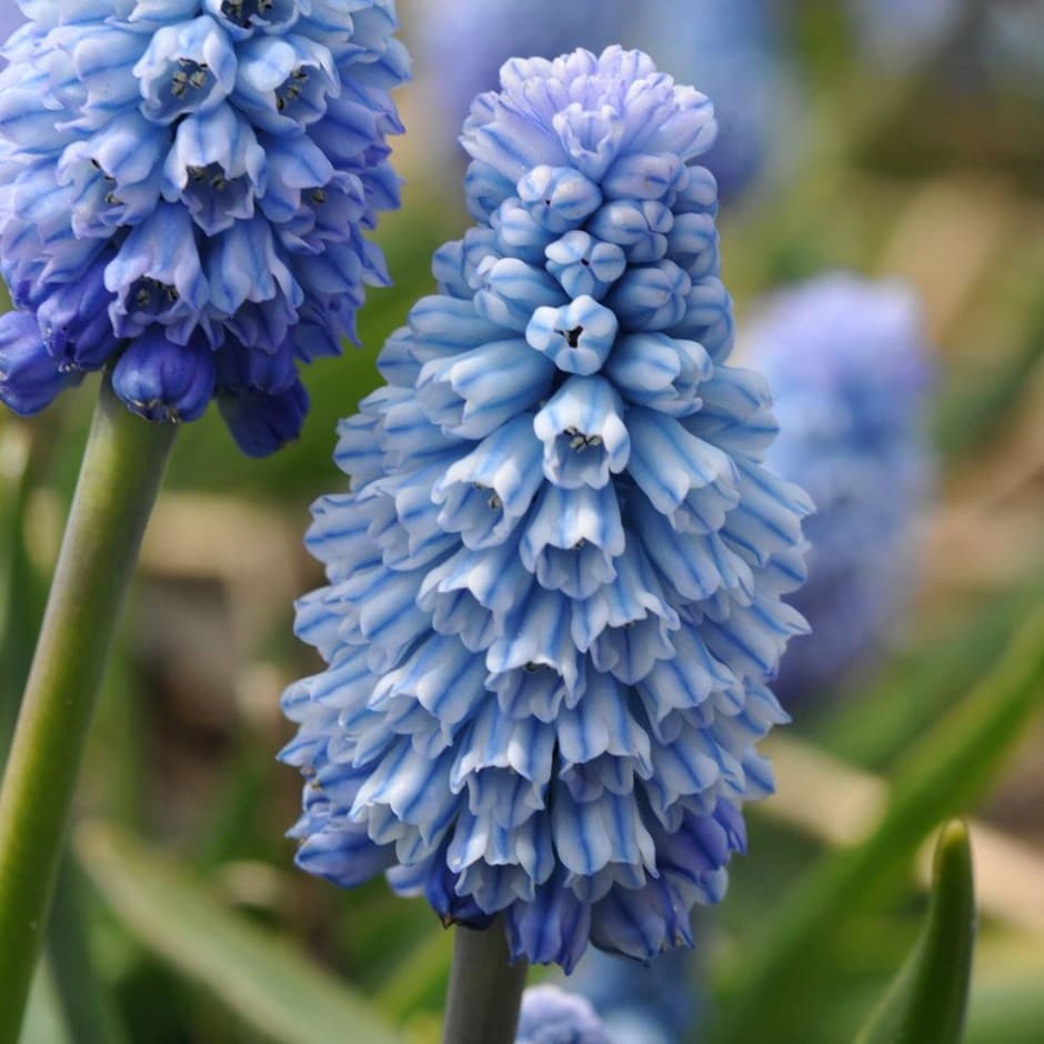 <i>Muscari azureum</i> 