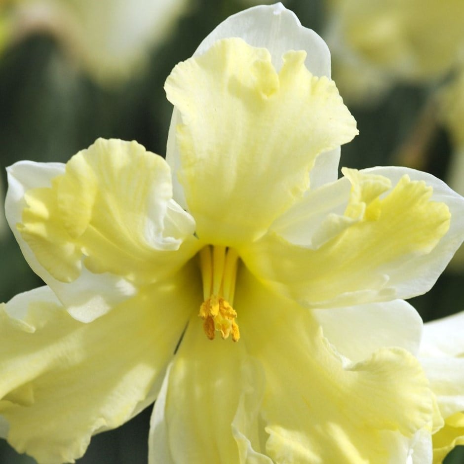 <i>Narcissus</i> 'Cassata'