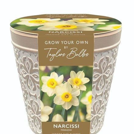 Narcissus Minnow pot