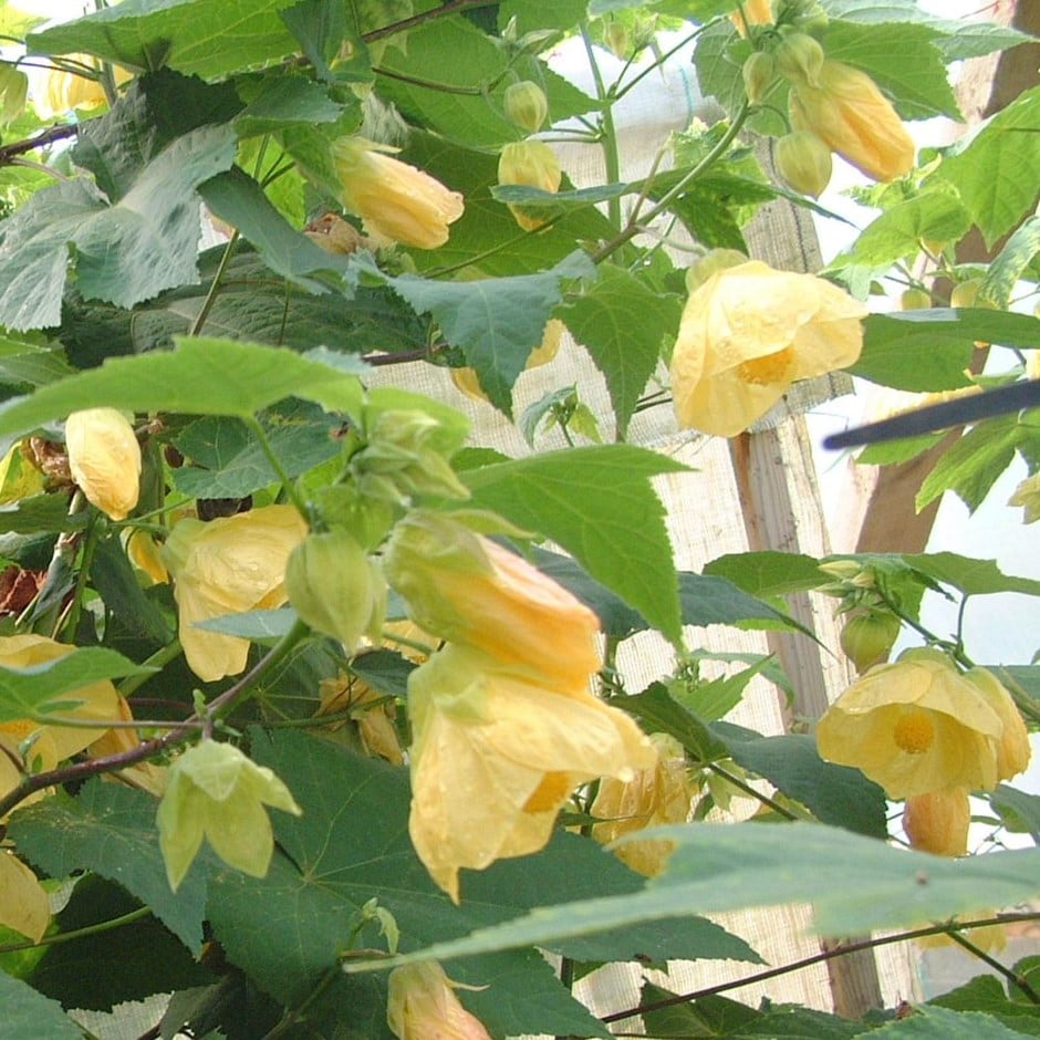 <i>Abutilon</i> 'Canary Bird'