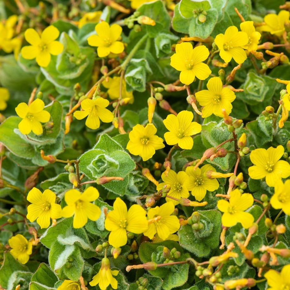 <i>Hypericum elodes</i> 