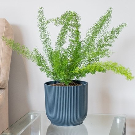 Asparagus densiflorus Myersii and pot cover