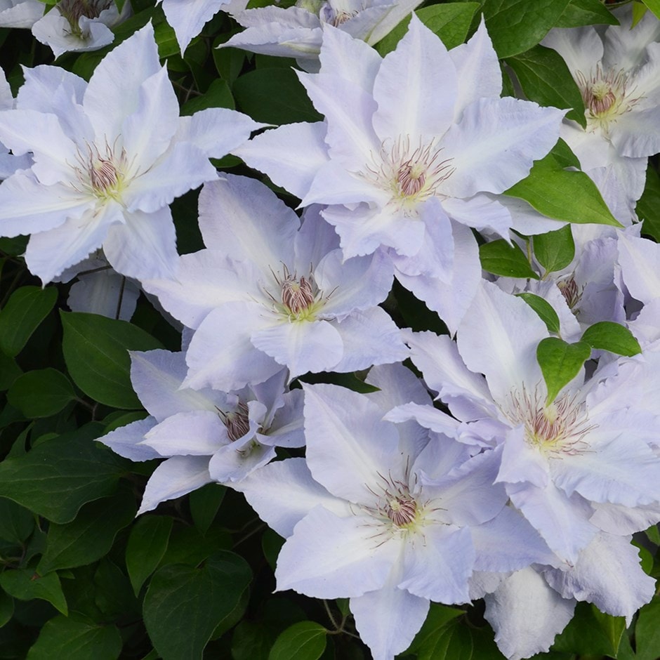 <i>Clematis</i> <b class=small-caps>Tranquilité</b> ('Evipo111') (PBR) (Boulevard Series)