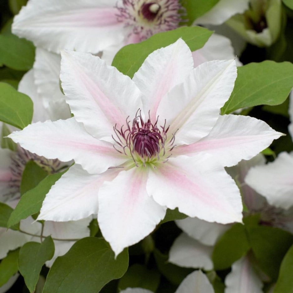 <i>Clematis</i> <b class=small-caps>The Countess of Wessex</b> ('Evipo073') (PBR) (Boulevard Series)