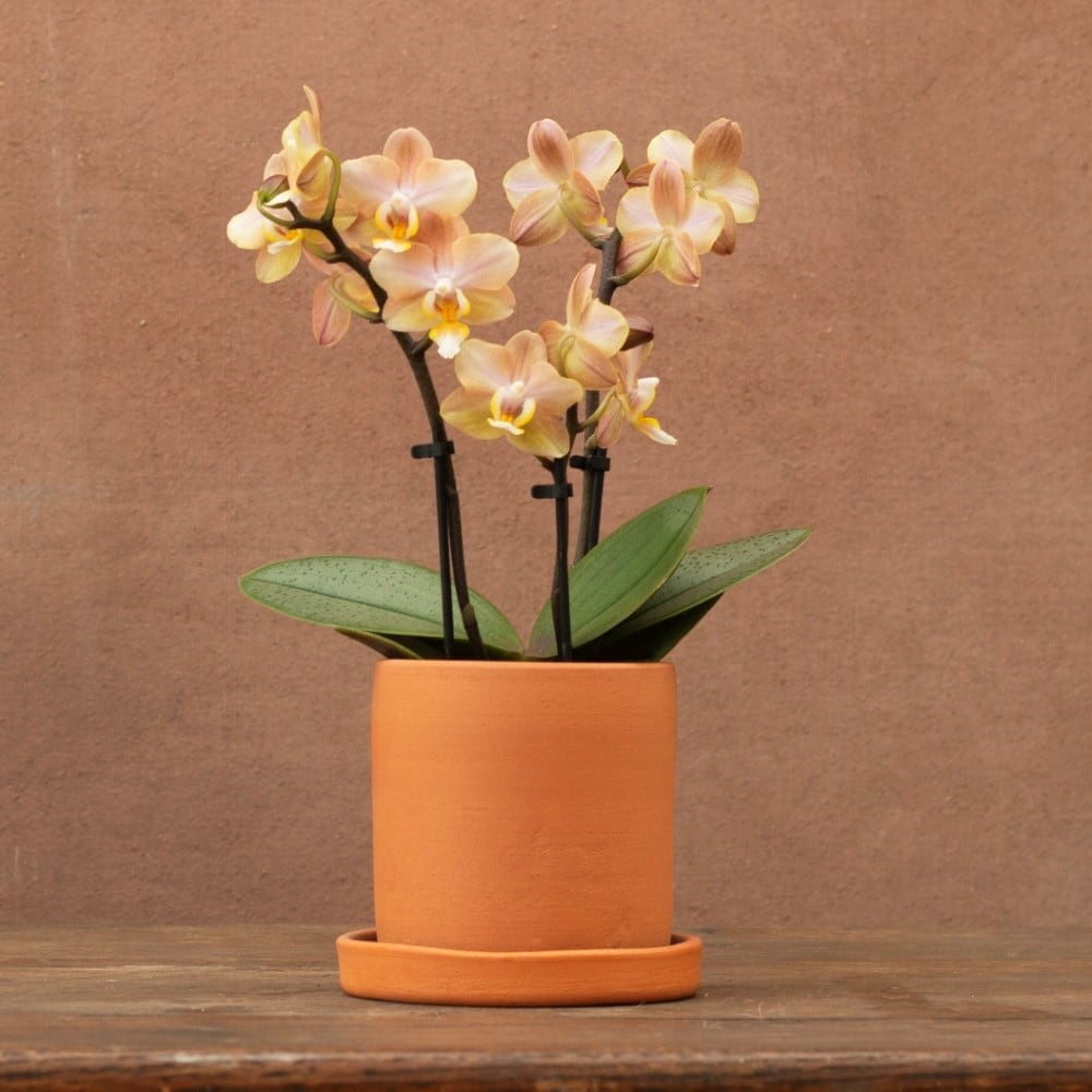 Phalaenopsis Aromio Honey