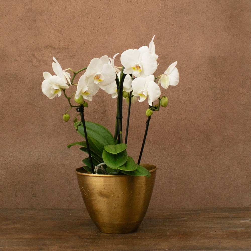 Phalaenopsis Fontano Bellagio