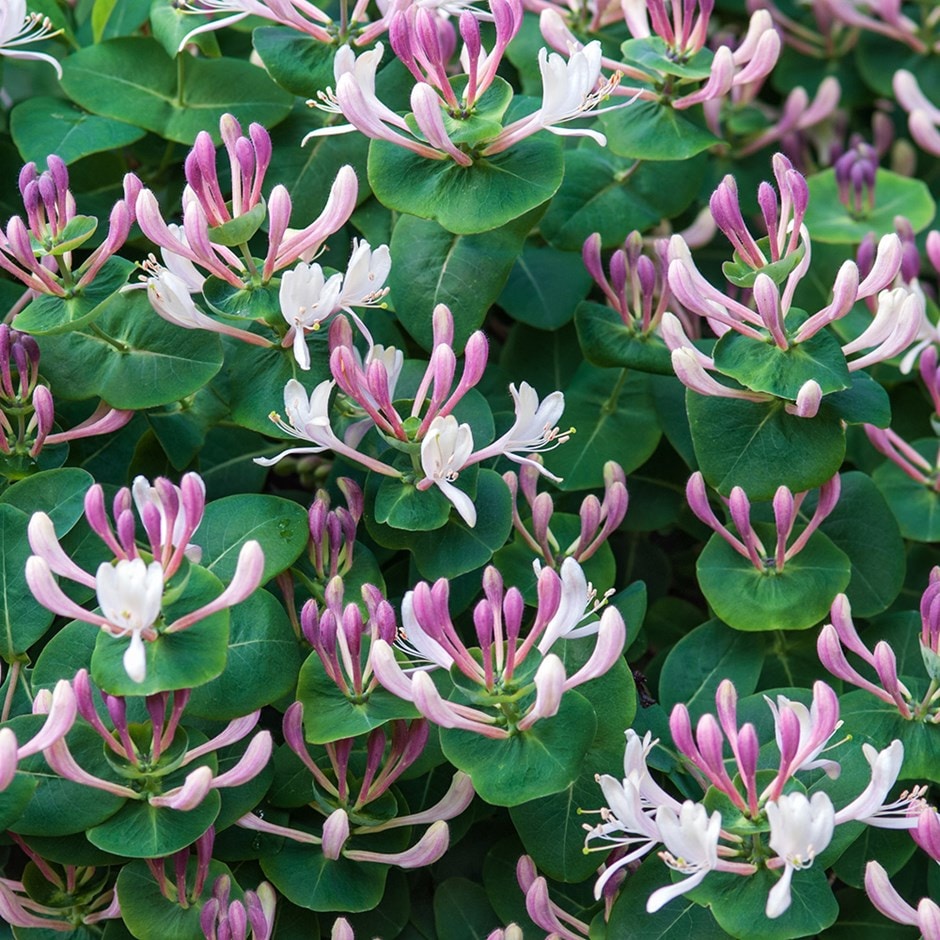 <i>Lonicera caprifolium</i> 