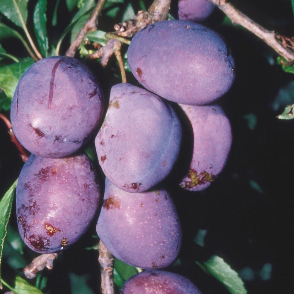 plum 'Early Rivers'