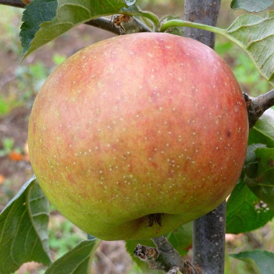 apple 'Blenheim Orange'