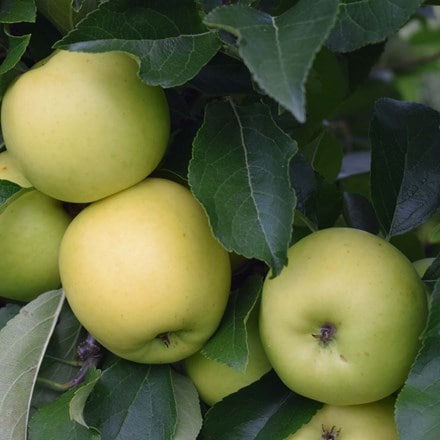apple Greensleeves (PBR)