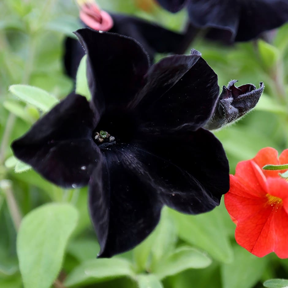 <i>Petunia</i> <b class=small-caps>Black Velvet</b> ('Balpevac') (PBR)