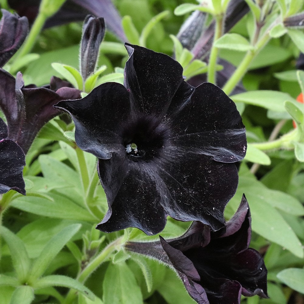 <i>Petunia</i> <b class=small-caps>Black Velvet</b> ('Balpevac') (PBR)