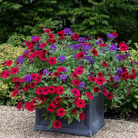 Ruby amethyst container plant collection