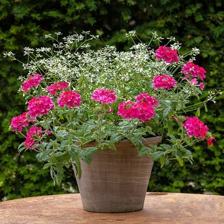 Pink mist container plant collection
