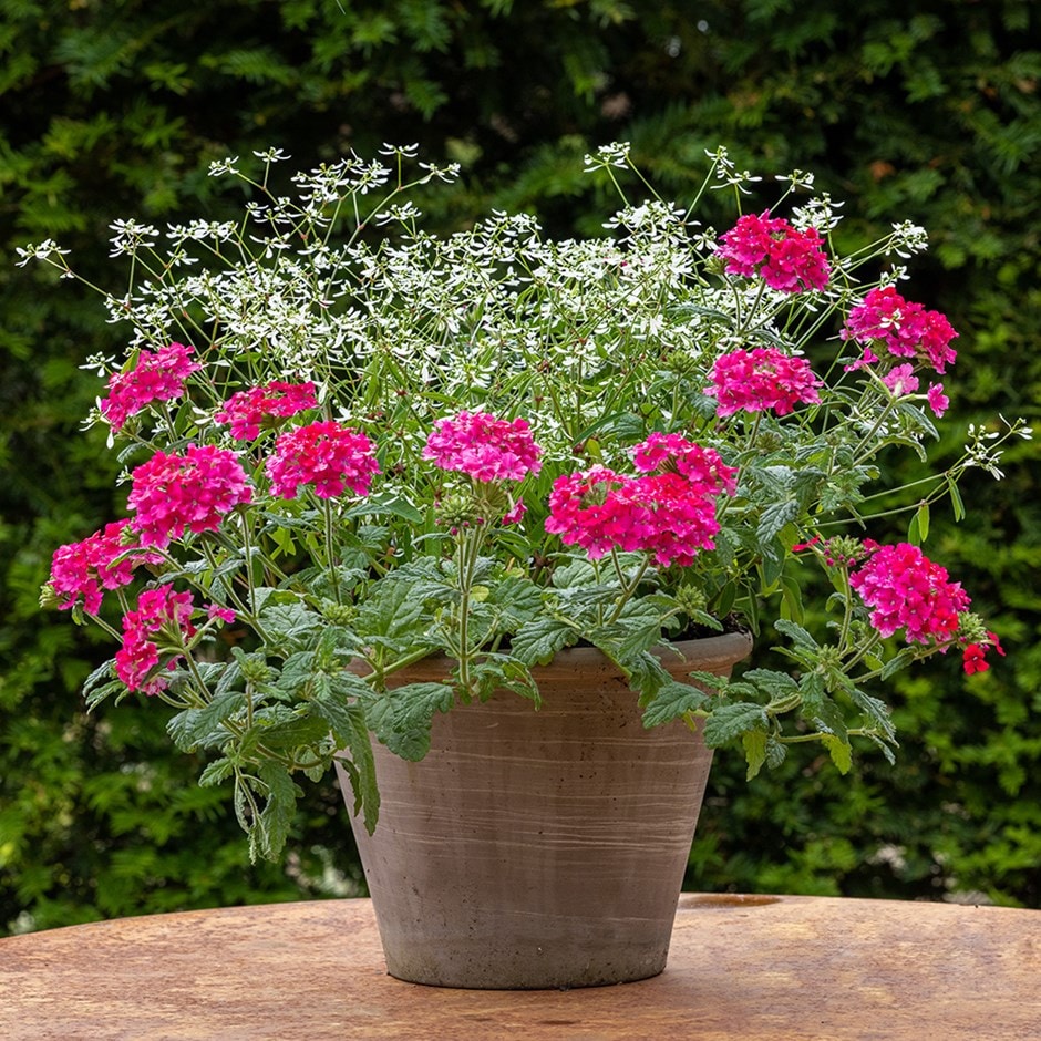 Pink mist container plant collection