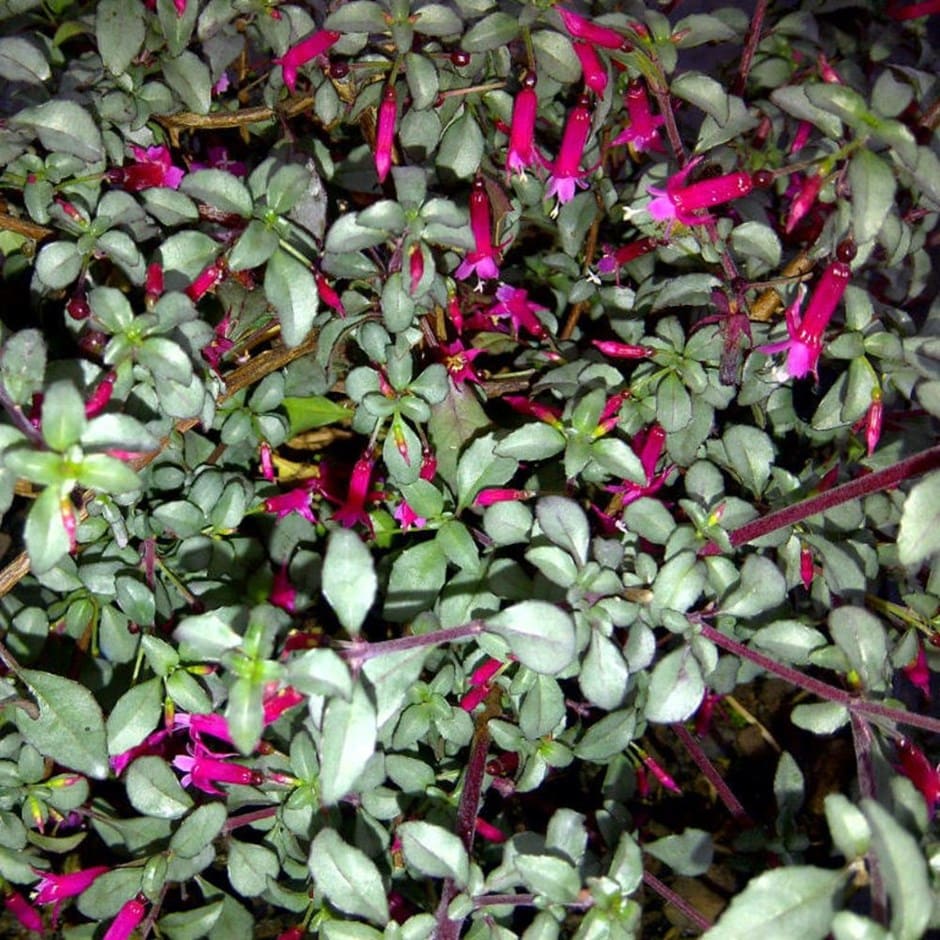 <i>Fuchsia microphylla</i> subsp. <i>hemsleyana</i> 'Silver Lining'