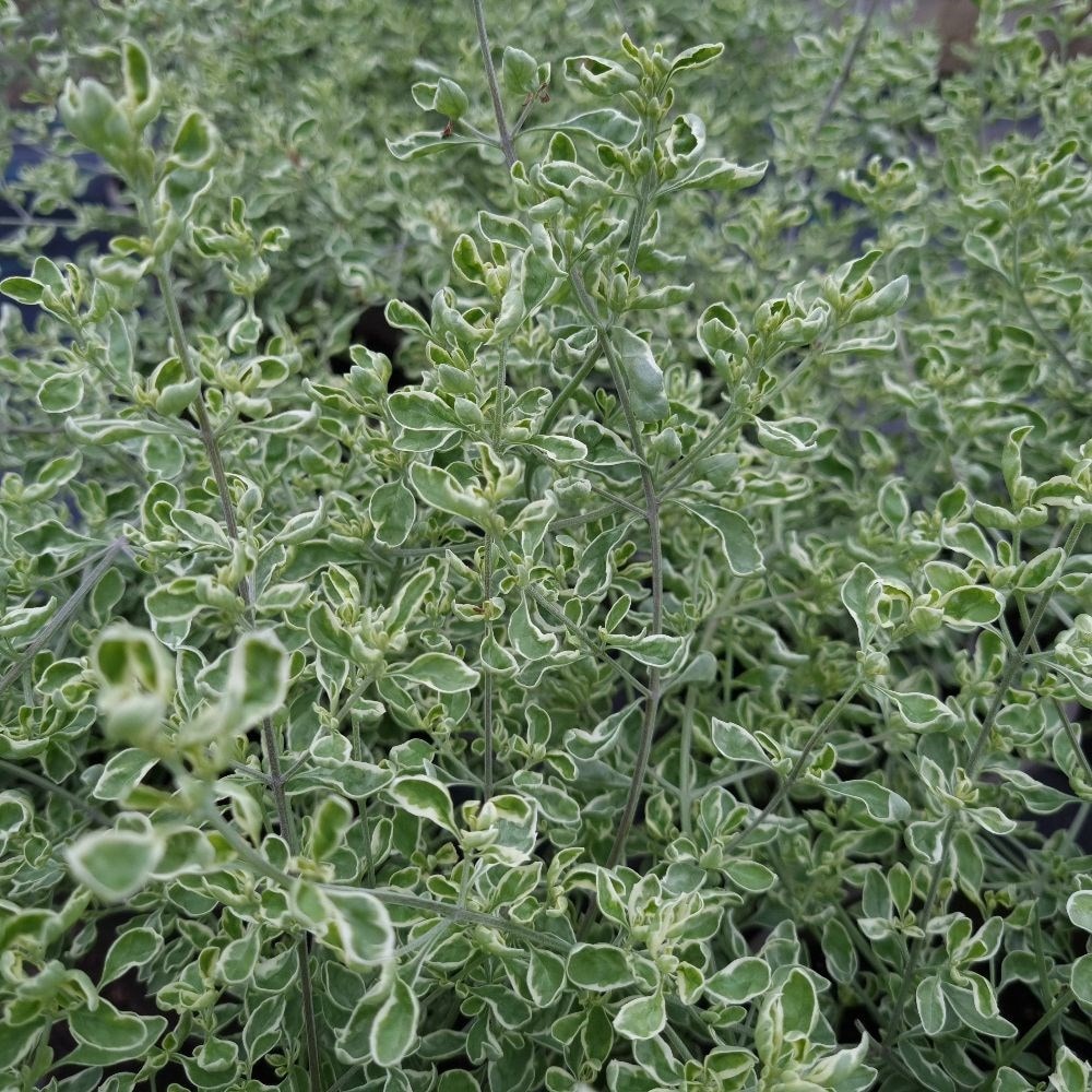 <i>Prostanthera ovalifolia</i> 'Variegata'