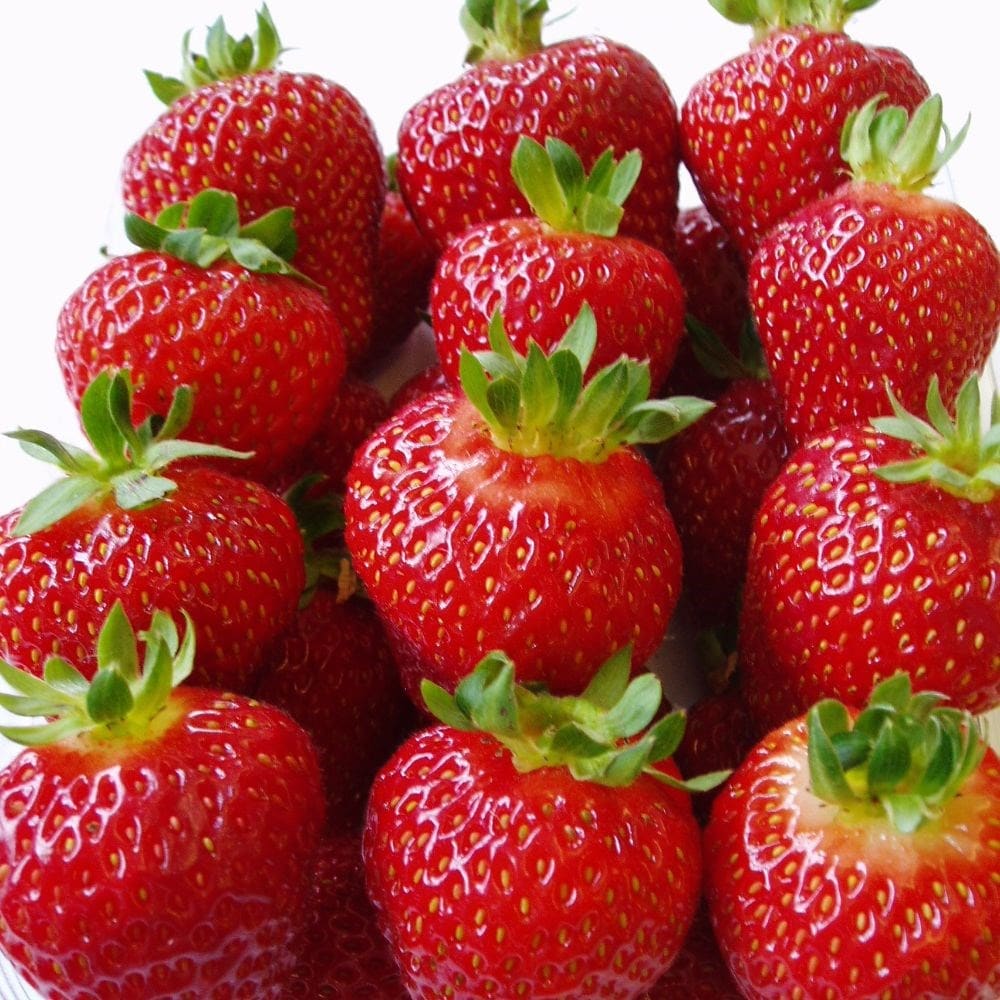 strawberry 'Albion' (PBR)