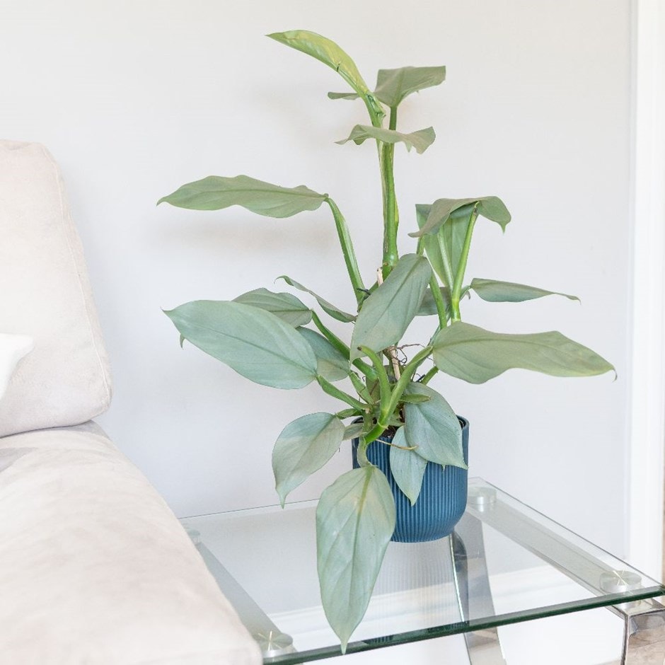 <i>Philodendron</i> 'Silver Queen'