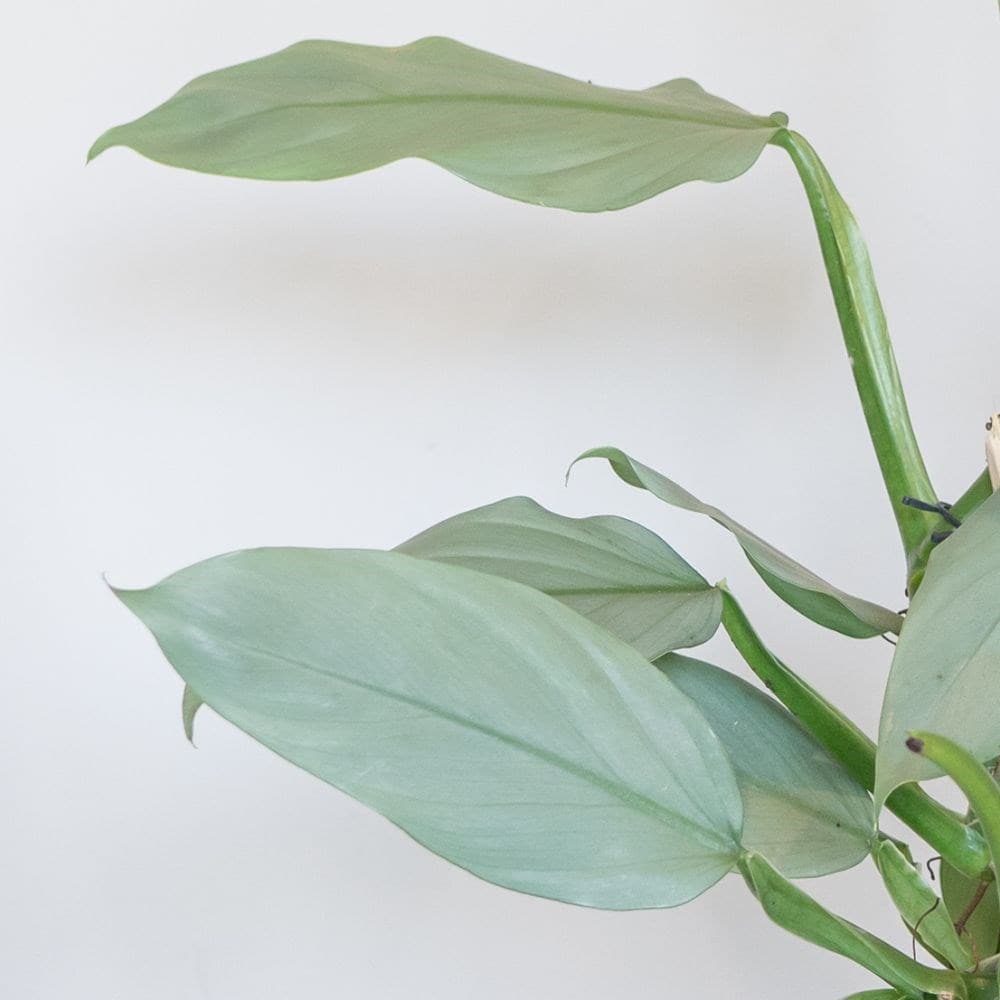 <i>Philodendron</i> 'Silver Queen'