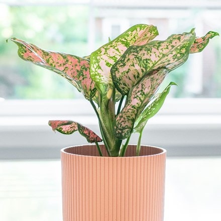 Aglaonema Star Spotted