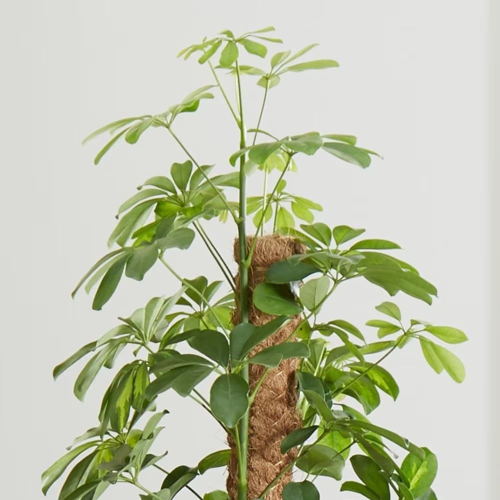<i>Schefflera arboricola</i> 'Gold Capella'