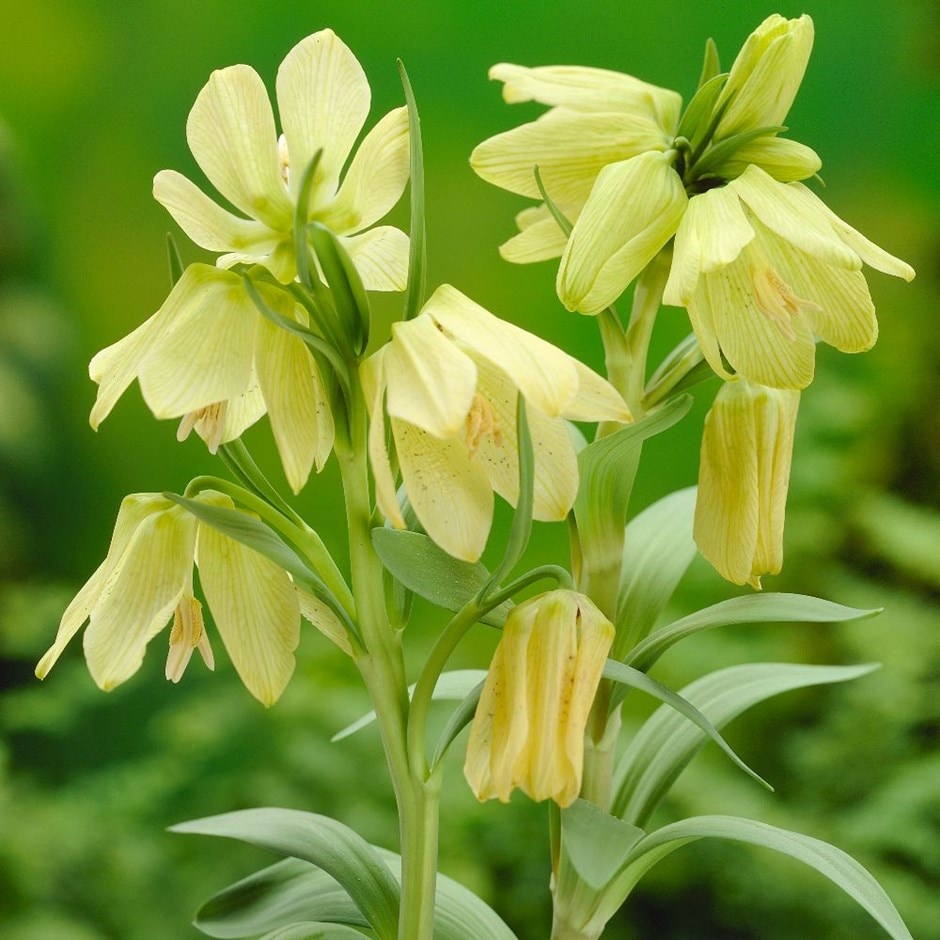 <i>Fritillaria pallidiflora</i> 