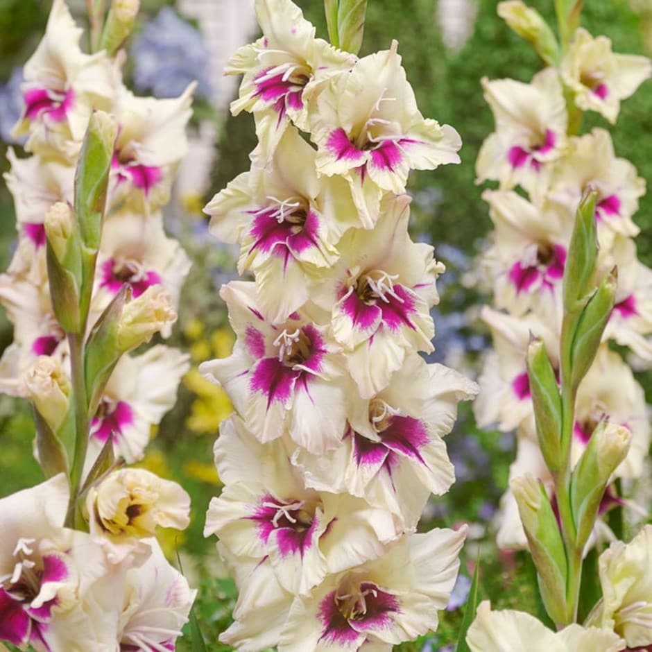 <i>Gladiolus</i> 'Amber Mystic'