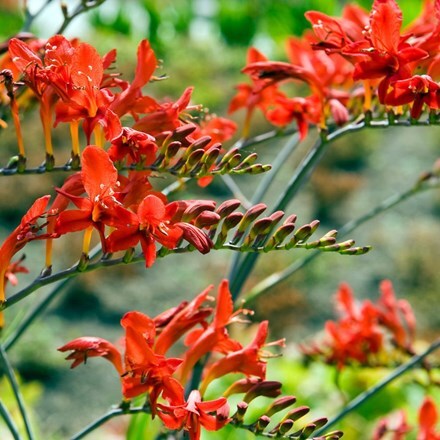Crocosmia × crocosmiiflora Red King
