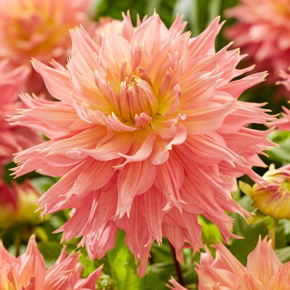 <i>Dahlia</i> 'Omega'