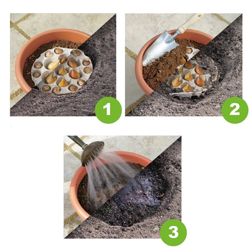 Pre-planted 'drop in' bulbs for a designer pot - White & blue
