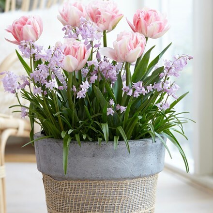 Pre-planted drop in bulbs for a designer pot - Pink shades