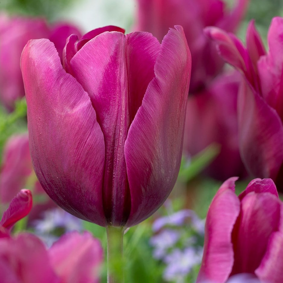 <i>Tulipa</i> 'Purple Rain'