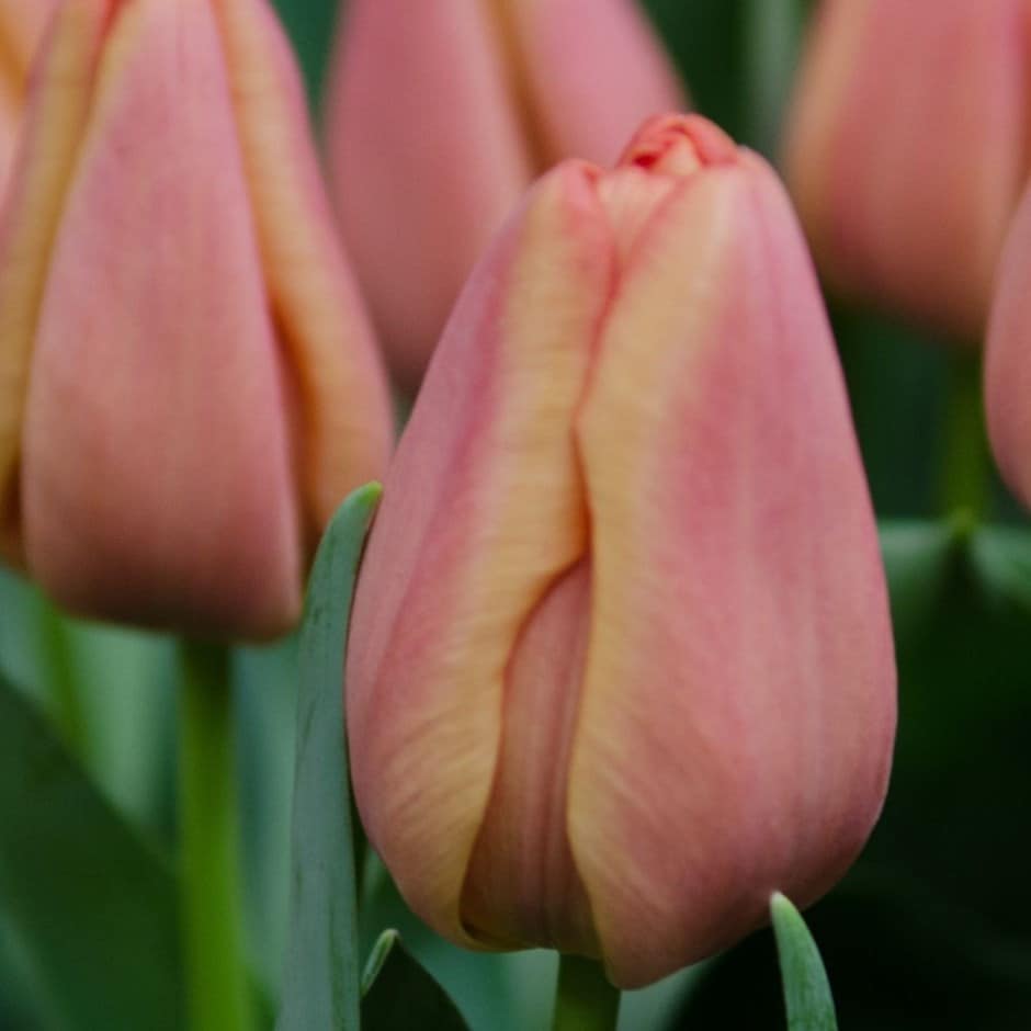 <i>Tulipa</i> 'Apricot Foxx'