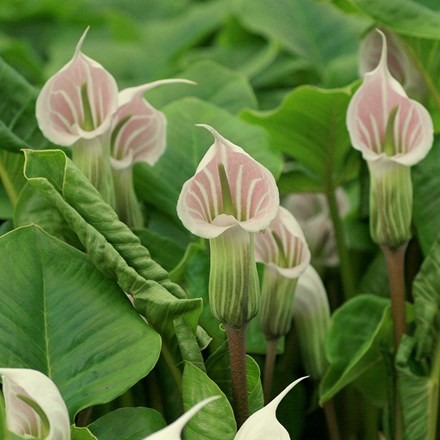 Arisaema candidissimum