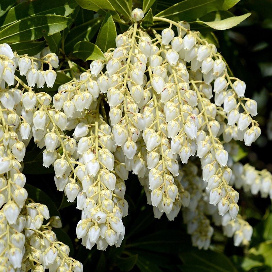 lily-of-the-valley shrub lily-of-the-valley shrub