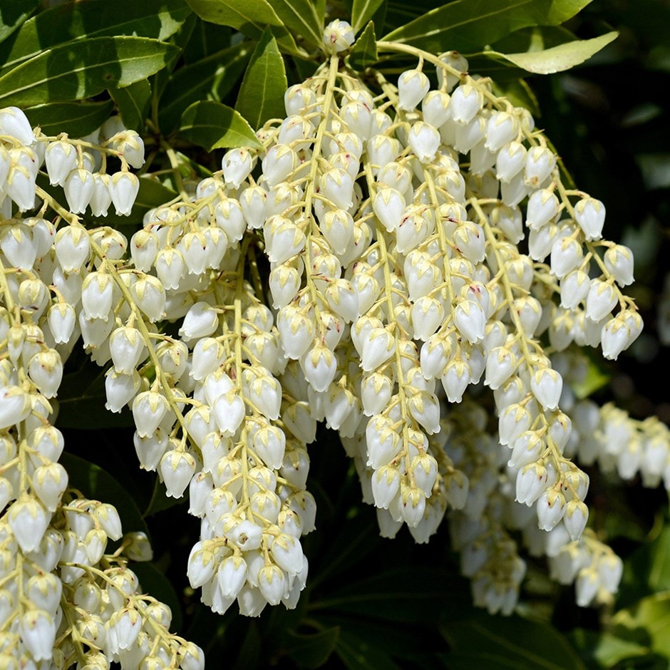 <i>Pieris japonica</i> 'Purity'