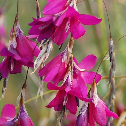 Dierama Blackberry Bells