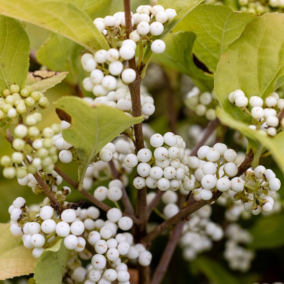 <i>Callicarpa bodinieri</i> <b class=small-caps> 'Magical Snowstar</b> ('Kolmsnostar') (PBR)