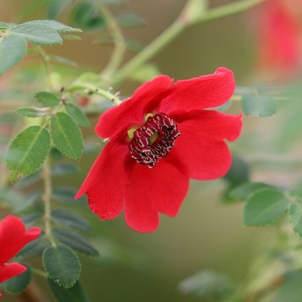 Rosa Geranium (moyesii hybrid)