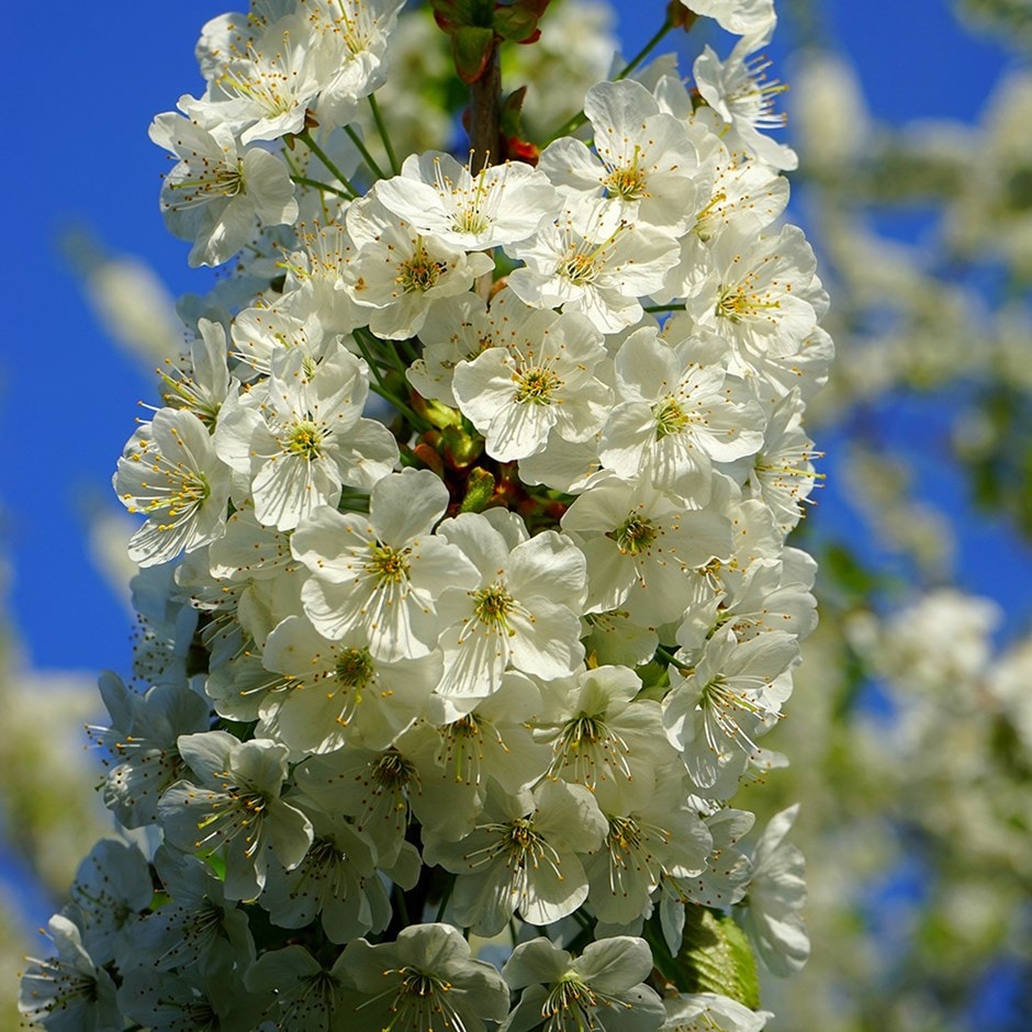 <i>Prunus avium</i> - Wild cherry hedging