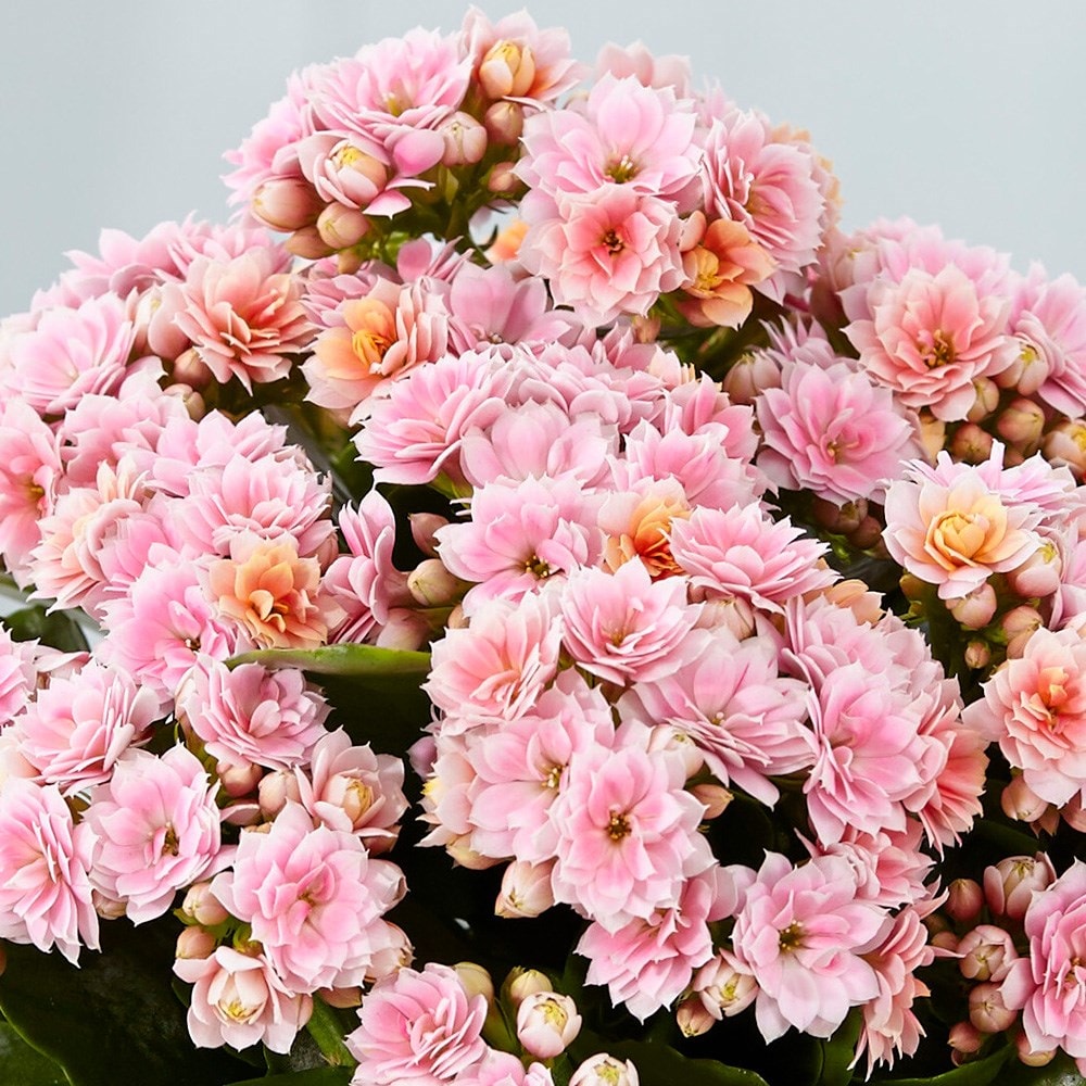 <i>Kalanchoe blossfeldiana</i> 'Serenity Bicolour Pink' (PBR)