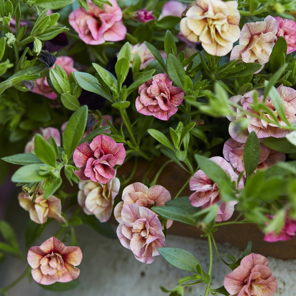 Calibrachoa Can-can Double Apricot (Can-can Series)