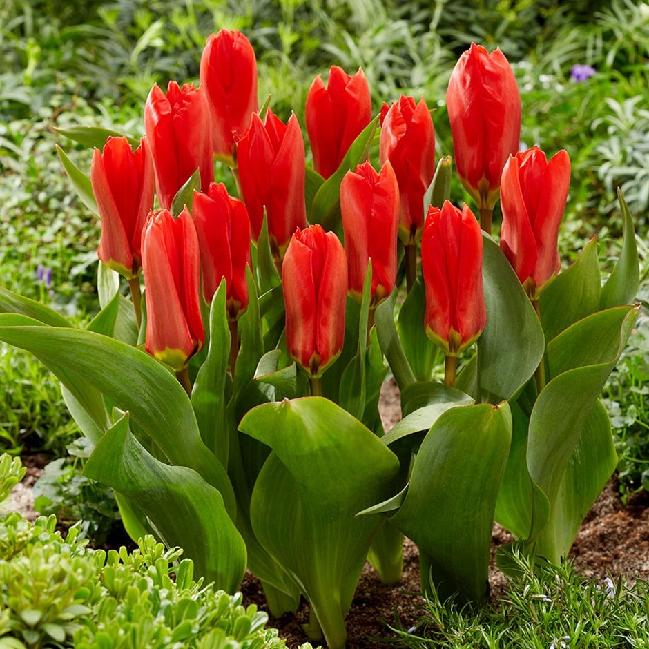 <i>Tulipa</i> 'Madame Lefeber'