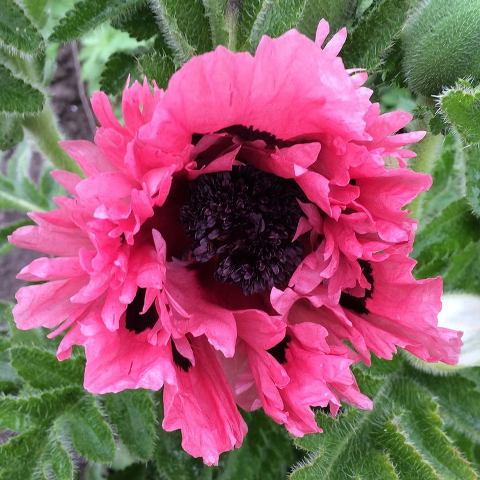 <i>Papaver</i> (Oriental Group) 'Pink Perfection'