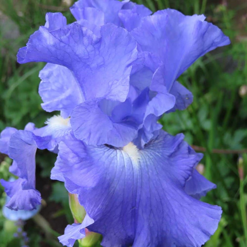 <i>Iris</i> 'Metolius Blues'