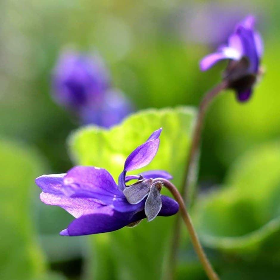 <i>Viola labradorica</i> 