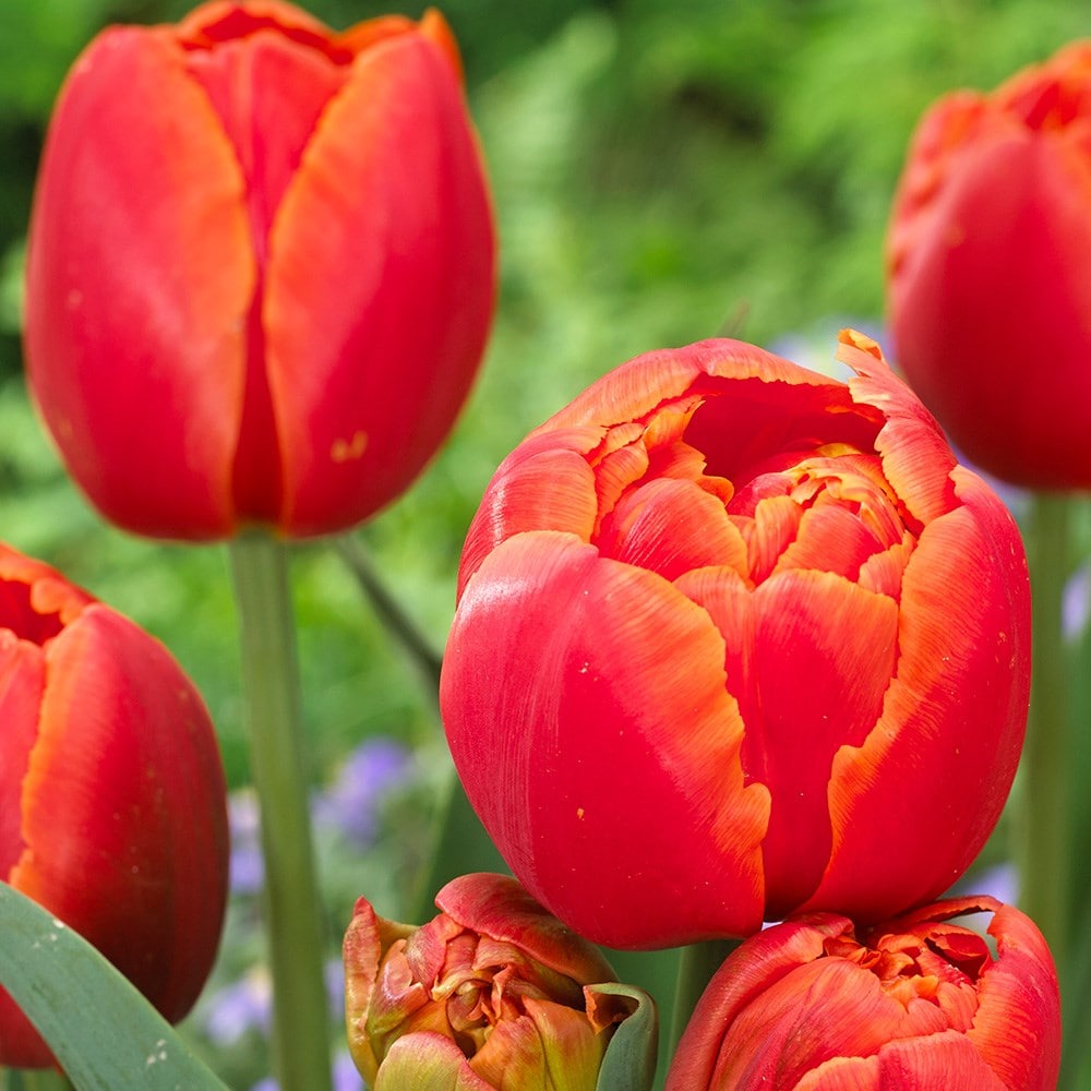 <i>Tulipa</i> 'Icoon' (PBR)