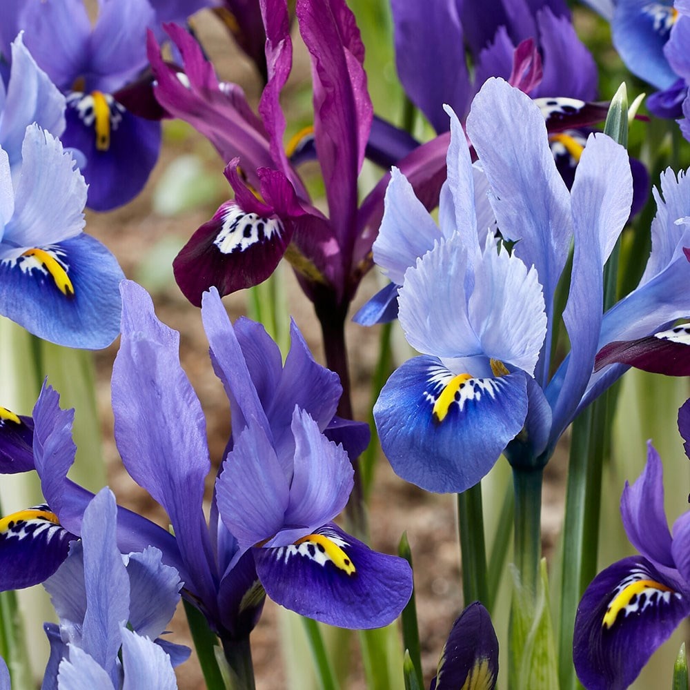 Dwarf Iris collection